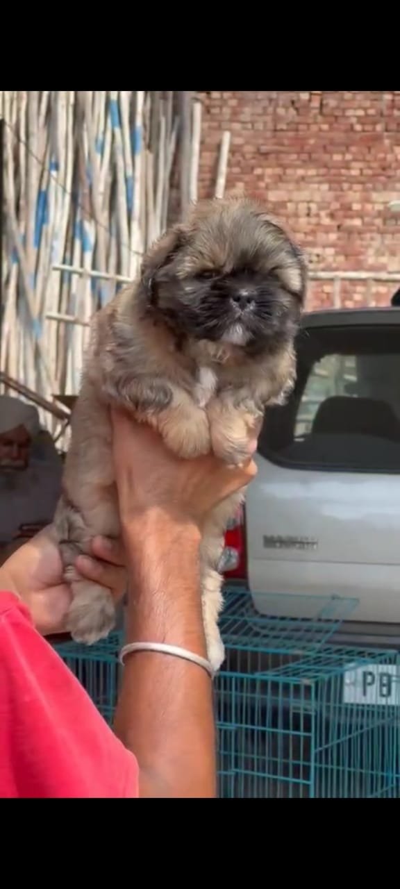 Purchase KCI Registered Lhasa Apso Puppy from  India